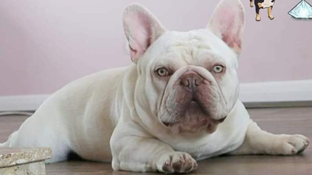 Platinum french bulldog best sale stud