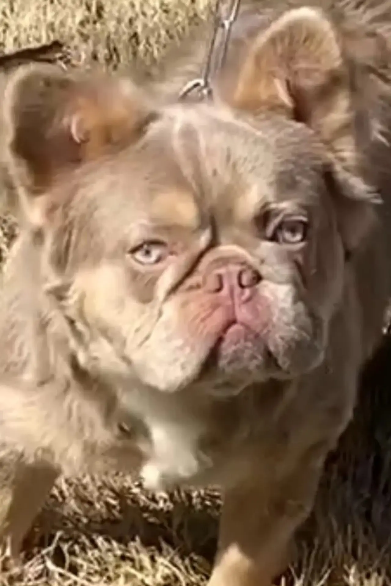 Gobstopper French Bulldog Stud