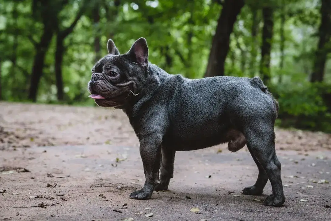 Clooney Lilac French Bulldog Stud